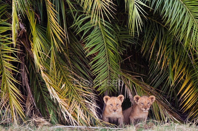 Cachorros leones africanos - foto de stock