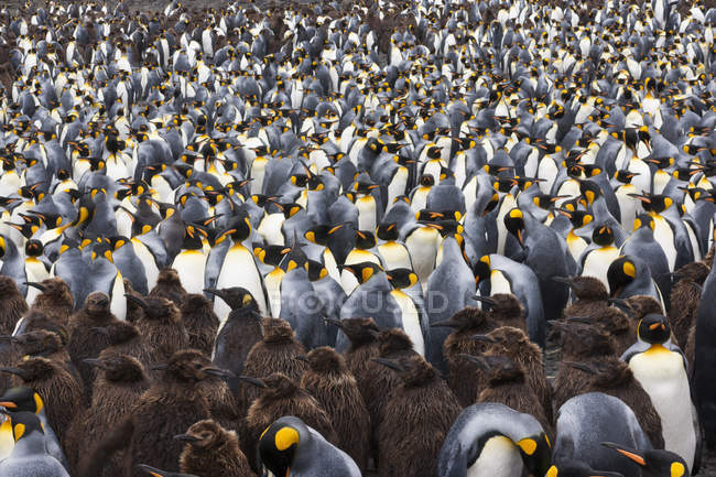 King Penguins - bird colony — Stock Photo