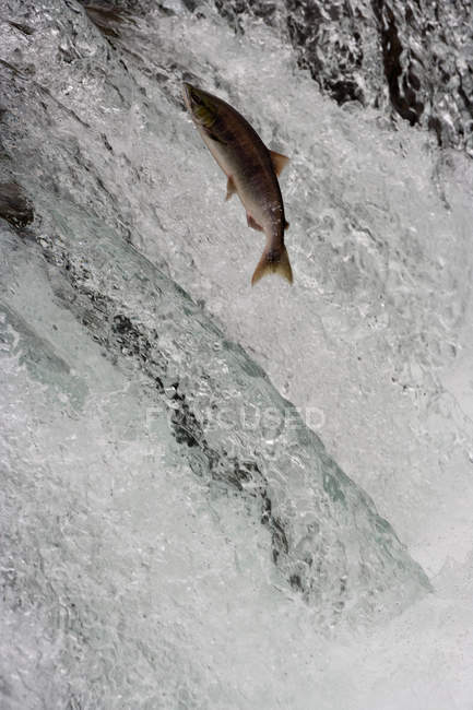Salmón nadando río arriba - foto de stock