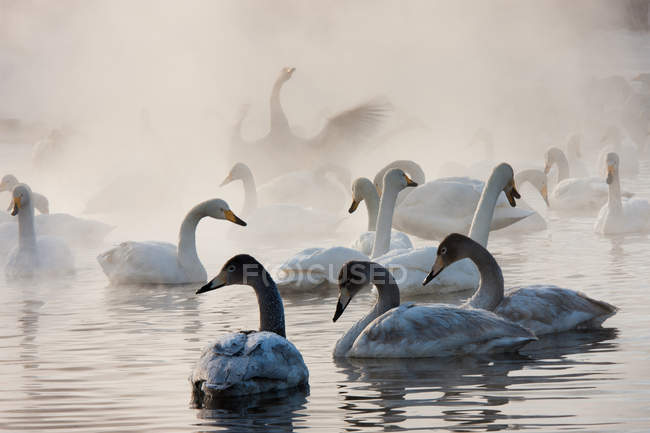 Whooper swans, Hokaido — Stock Photo