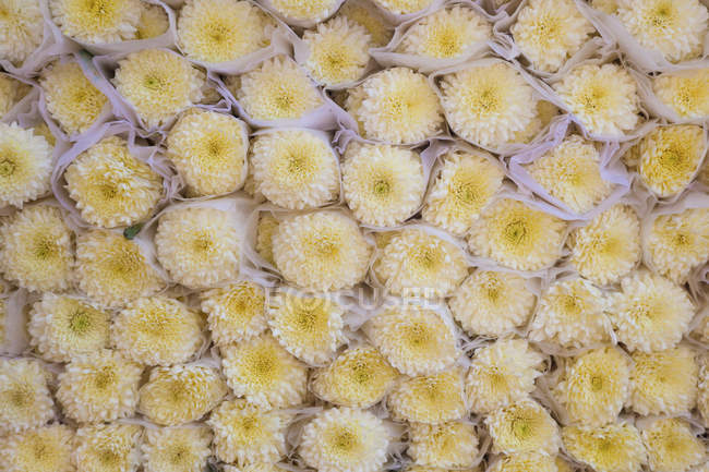 Fleurs blanches enveloppées — Photo de stock