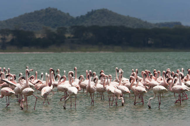 Lesser flamingos, Lake Narasha — Stock Photo