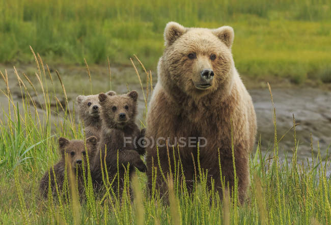 Semi di orso bruno e cuccioli — Foto stock