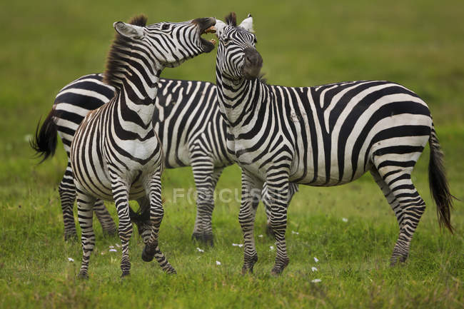 Ebenen-Zebras, Ngorongoro-Schutzgebiet — Stockfoto