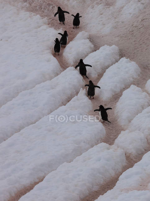 Pingüinos Gentoo, Antártida - foto de stock