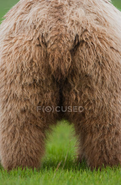 Braunbär, Katmai-Nationalpark — Stockfoto