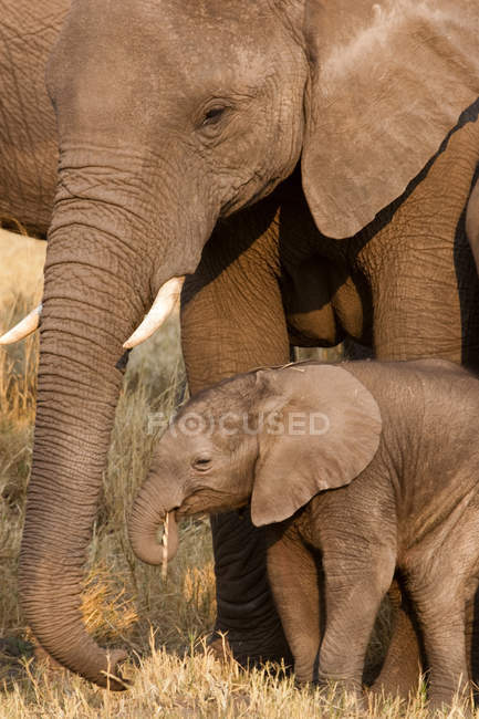Elefante africano y ternera - foto de stock