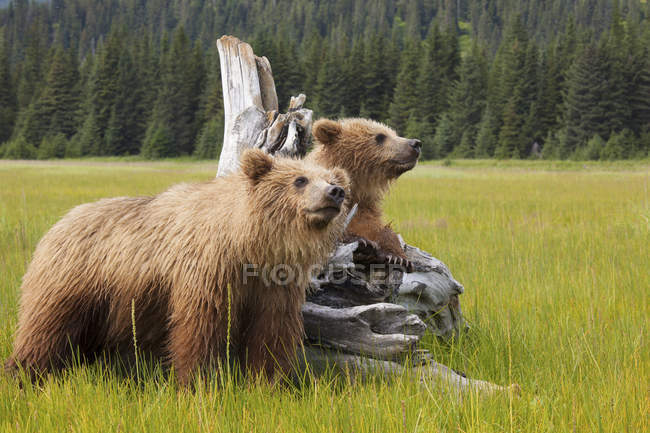 Osos pardos, Alaska, EE.UU. - foto de stock
