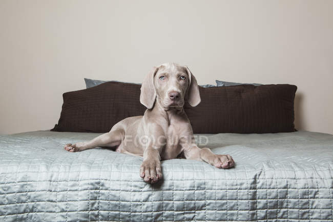 large original photograph of a Weimaraner dog lying on a bed in a blue room Blue Room looking out the window