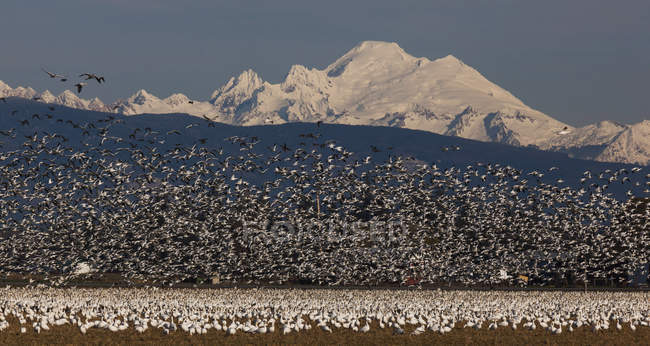 Flock of snow geese — Stock Photo