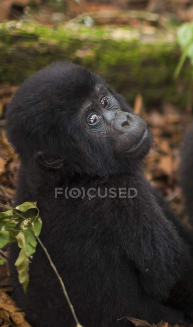 Mountain gorilla juvenile — Stock Photo