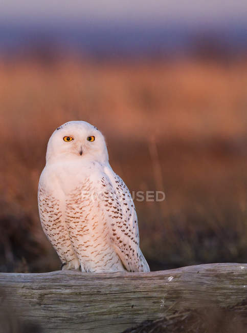 Snowy owl, Canada — Stock Photo