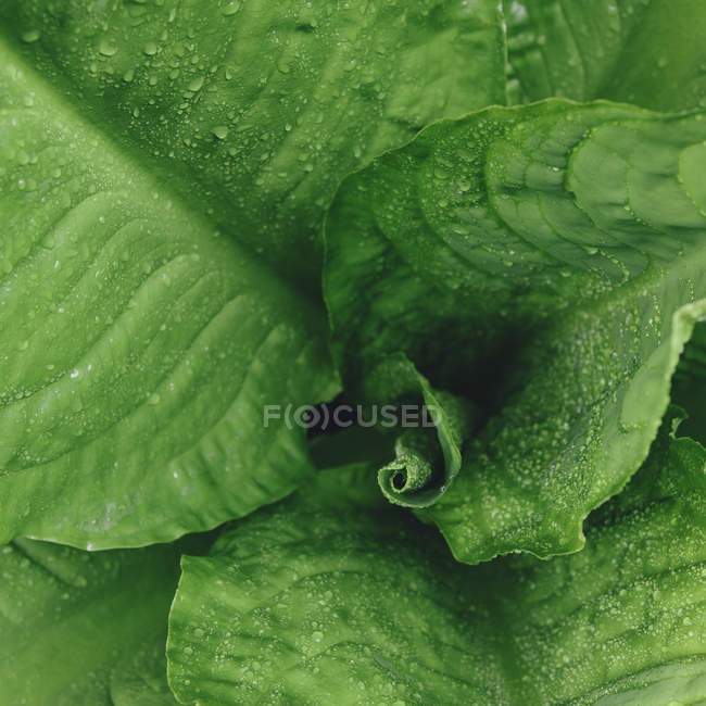 Water drops on lush, — Stock Photo