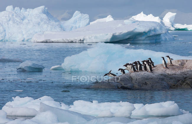 Gentoo пінгвіни, Антарктида — стокове фото