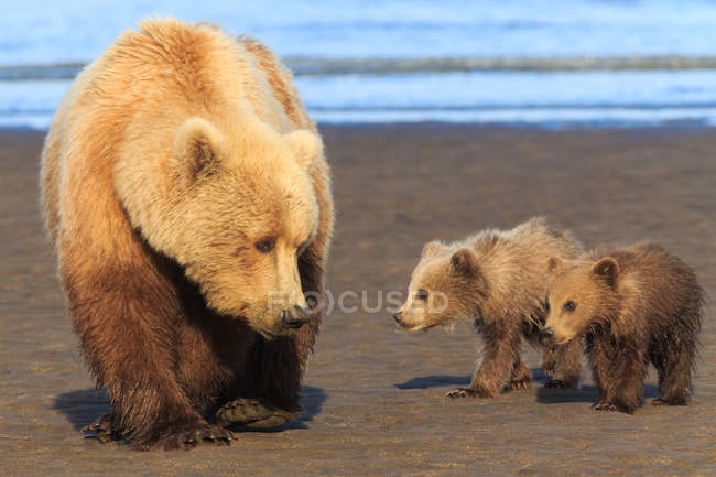 Braunbärensau und Jungtiere — Stockfoto