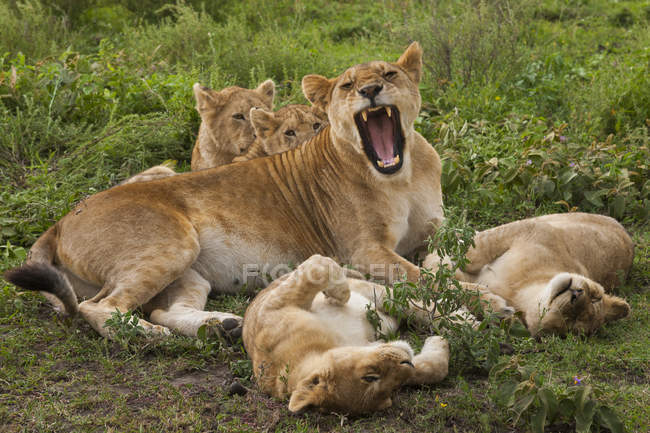 Löwe und Junge spielen — Stockfoto