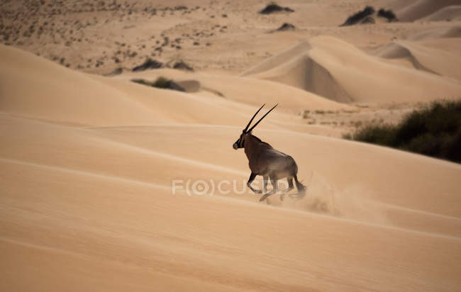 Gemsbok em execução no deserto do Namib — Fotografia de Stock