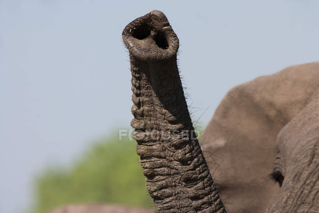 African elephant trunk — Animals In The Wild, landscape - Stock Photo |  #126614384