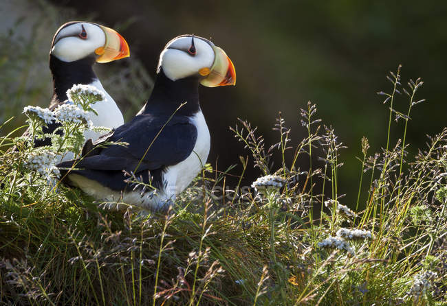 Horned puffins, Lake Clark — Stock Photo