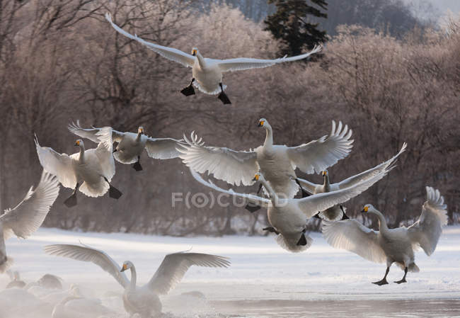 Cisnes de Whooper, Hokaido — Fotografia de Stock