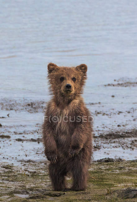 Cachorro oso marrón - foto de stock