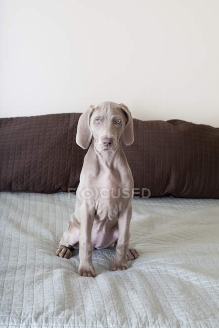 Weimaraner puppy on a bed — Stock Photo