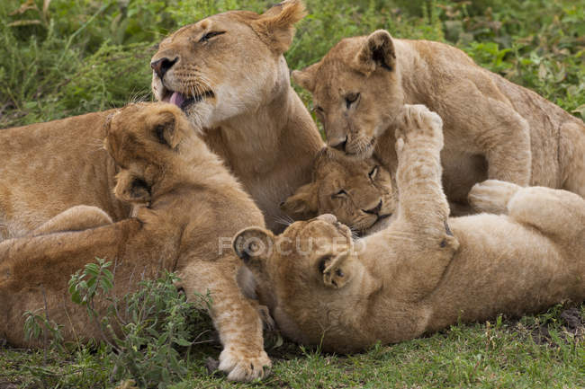 Leão e filhotes brincando — Fotografia de Stock