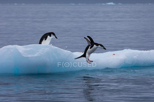 Gentoo pingüinos en iceberg - foto de stock