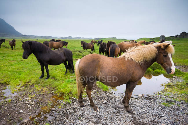 Troupeau de chevaux islandais — Photo de stock