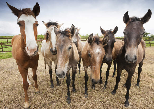Manada de caballos Lusitano - foto de stock