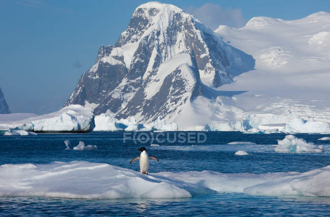 Адели пингвин в дикой природе — стоковое фото