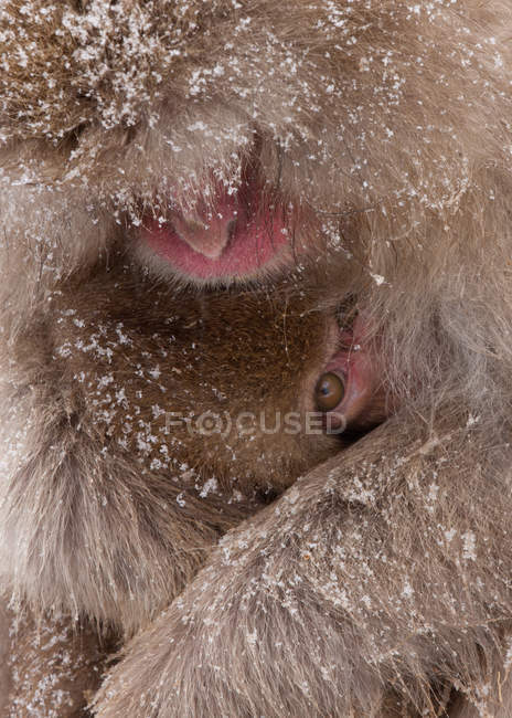 Macaques japonais, île de Honshu — Photo de stock