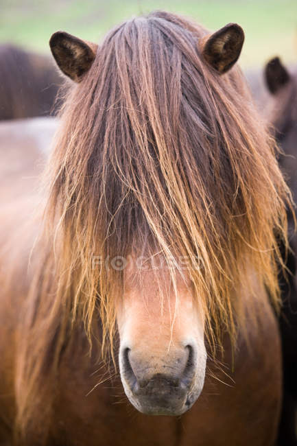 Ісландський коней, крупним планом — стокове фото