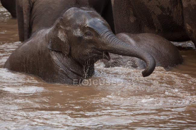 Elefantes asiáticos en el agua - foto de stock