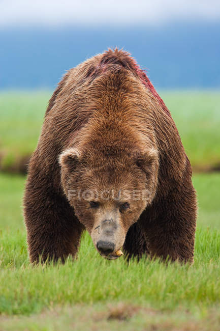 Orso bruno, Parco nazionale del Katmai — Foto stock