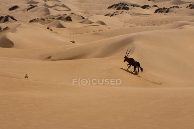 Gemsbok em execução no deserto do Namib — Fotografia de Stock