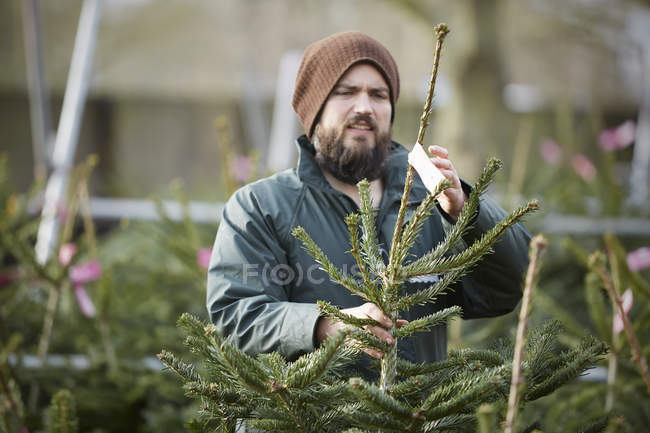 Homem manuseando árvore de Natal — Fotografia de Stock