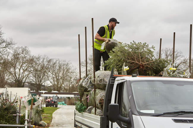 Людина завантажує вантажівку з сосновими деревами — стокове фото