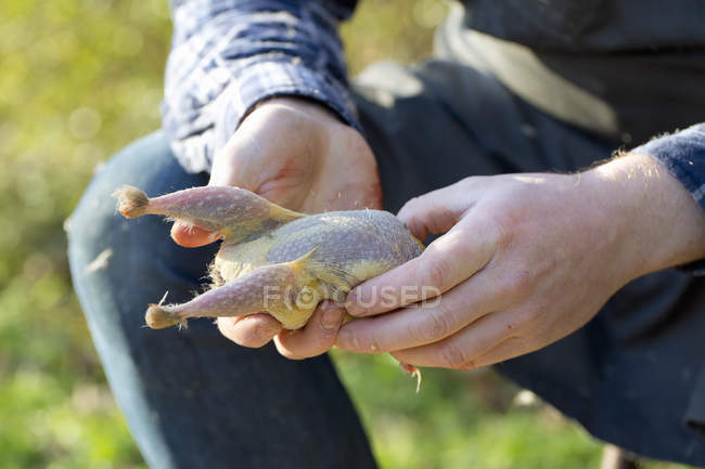 Small plucked game bird in hands. — Stock Photo