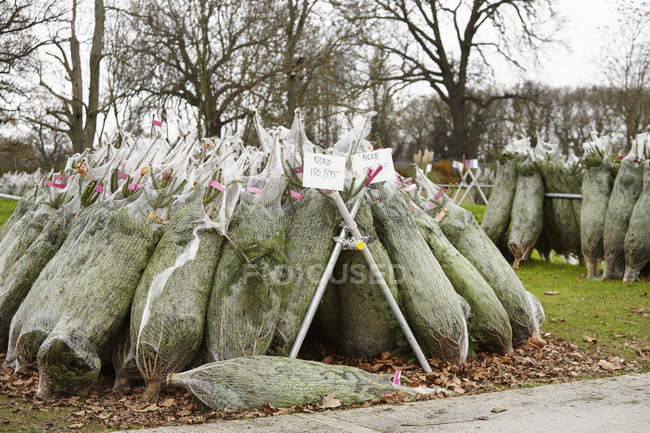 Netted Christmas trees — Stock Photo