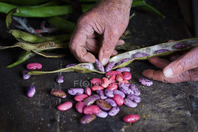 Man taking runner bean seeds — 1 Person, hobby - Stock Photo | #126659714