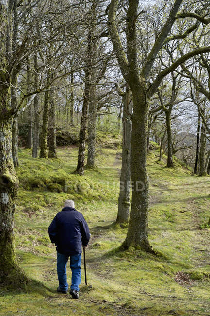 Elderly man walking through woodland. — Stock Photo