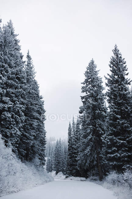 Camino a través de pinos en la nieve espesa - foto de stock