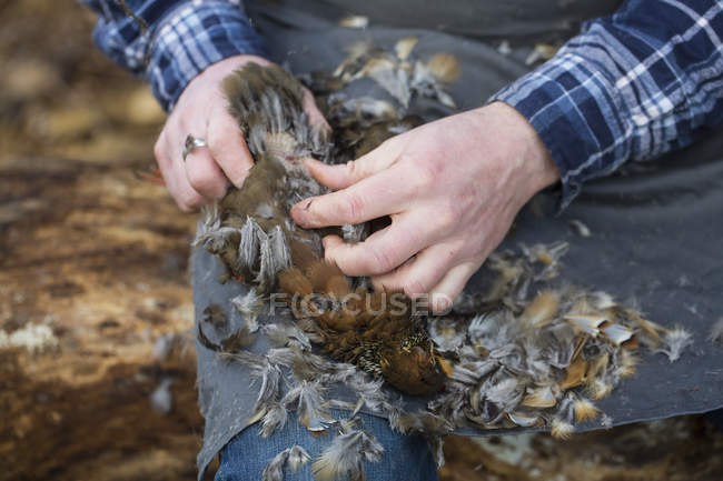 Homem sentado arrancando penas de pássaro — Fotografia de Stock