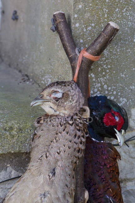 Aves de caça penduradas pelo pescoço — Fotografia de Stock