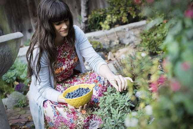 Woman picking blueberries from plants — Stock Photo