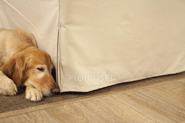 Labrador chien couché sur un foyer — Photo de stock
