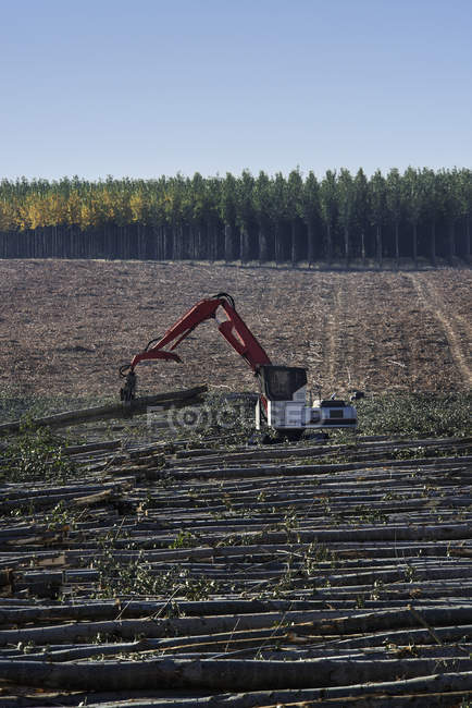 Mechanised grabber sorting trees for timber — Stock Photo