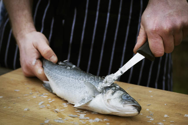 Шеф-повар масштабирует свежую рыбу . — стоковое фото
