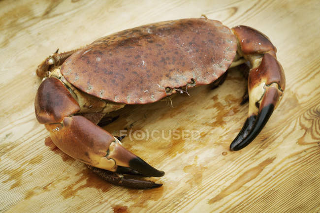 Crabe frais sur planche de bois — Photo de stock